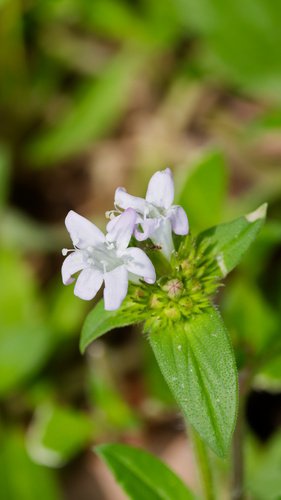Richardia grandiflora, photograph 3