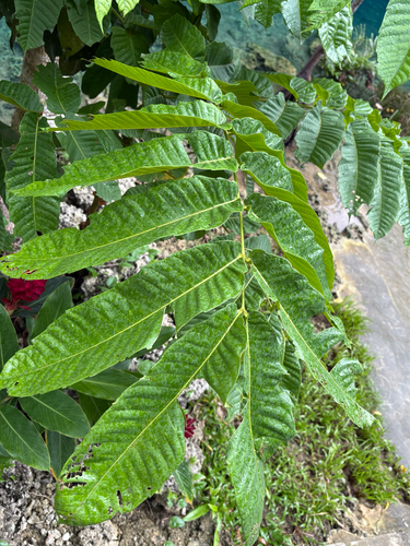 Pometia pinnata observed 2026-09-15