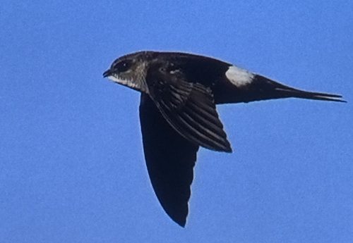Pacific Swift