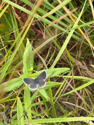 Eastern Tailed-Blue