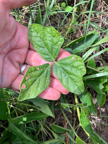 Macroptilium atropurpureum, photograph 6