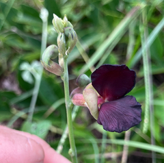 author not stated, no rights reserved Macroptilium atropurpureum, photograph author not stated, no rights reserved