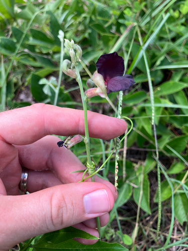 Macroptilium atropurpureum, photograph 5
