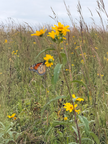Monarch