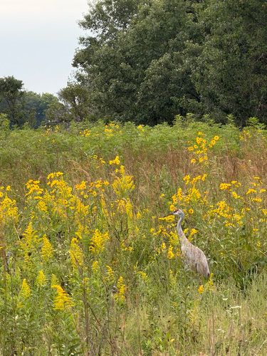 Sandhill Crane