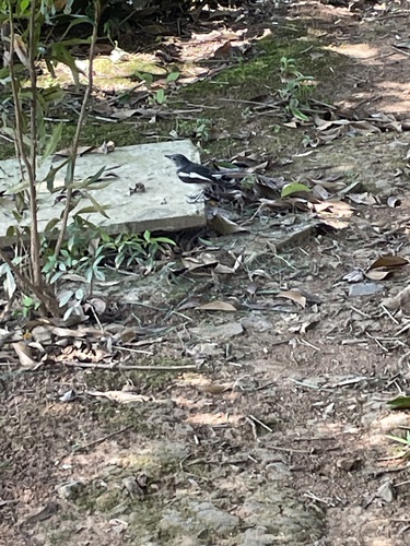 Oriental Magpie-Robin