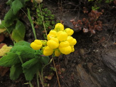 Calceolaria viscosissima