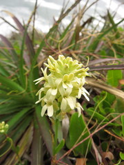 Menonvillea linearis