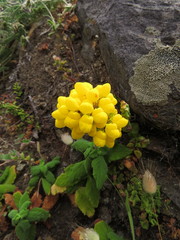 Calceolaria viscosissima