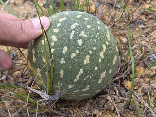 Fodder Melon