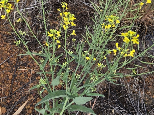 rapeseed
