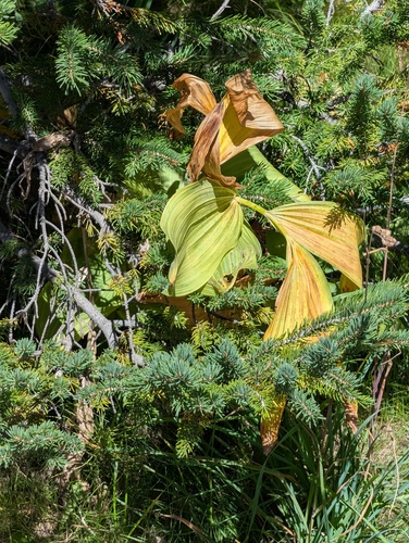 Veratrum californicum, photograph 2