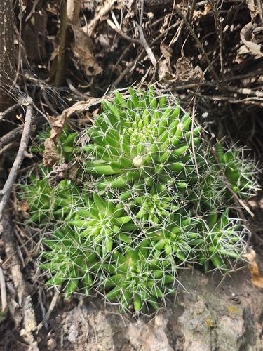 Mammillaria decipiens