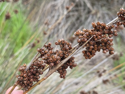 spiny rush