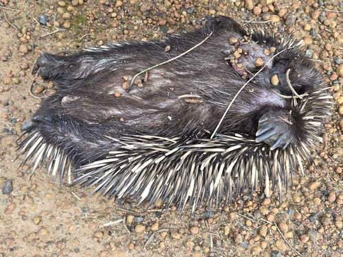 Western Short-beaked Echidna