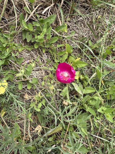 winecup mallow
