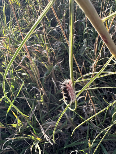 Pygoctenucha terminalis