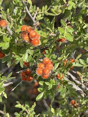Rhus microphylla, photograph (c) Ian McFaul, some rights reserved (CC BY)