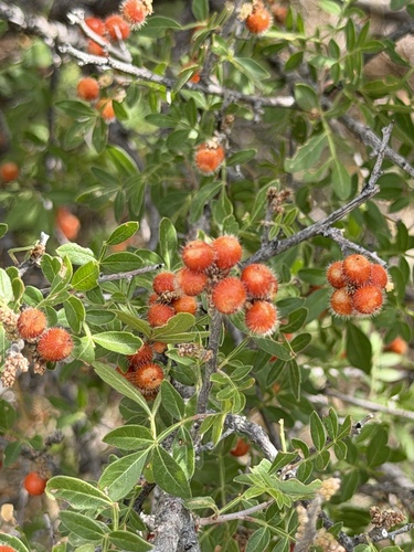Rhus microphylla, photograph 5