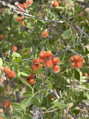Rhus microphylla, photograph (c) Ian McFaul, some rights reserved (CC BY)