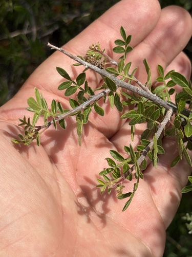 Rhus microphylla, photograph 6