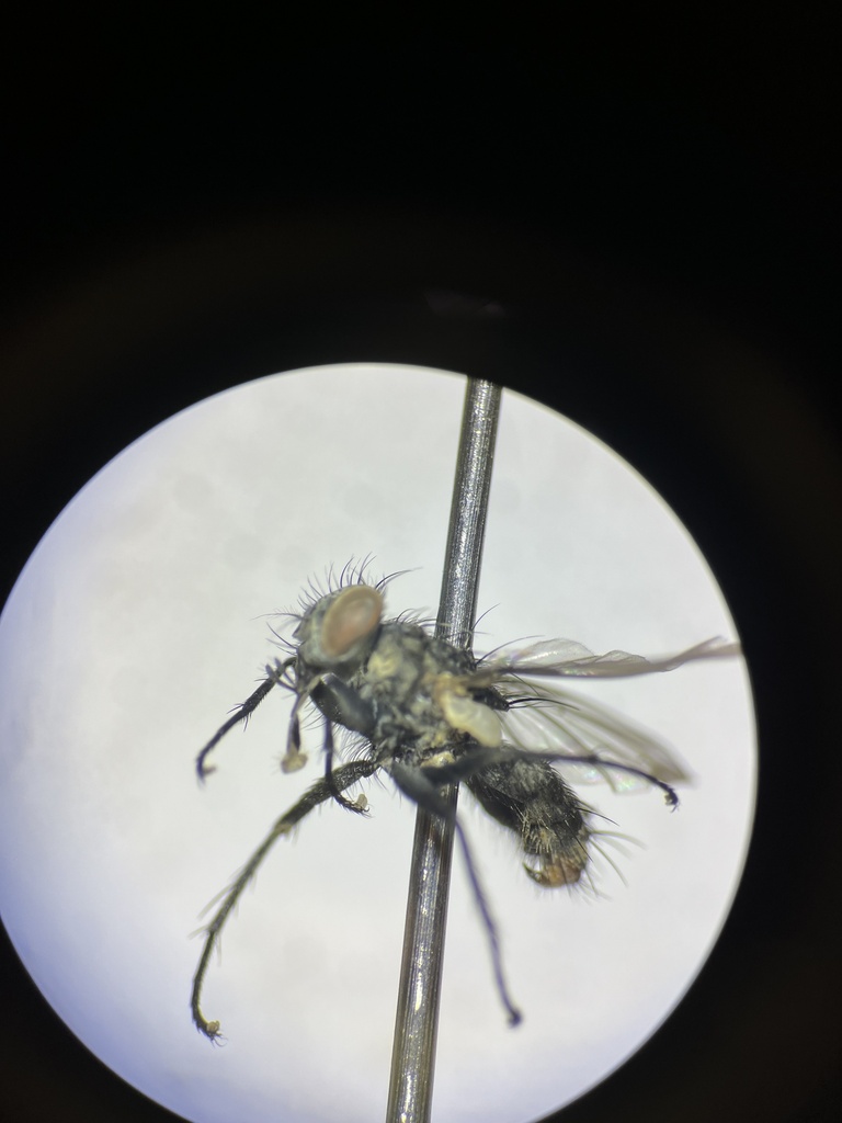 Helicobia rapax