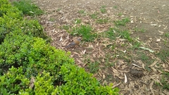 Turdus rufopalliatus