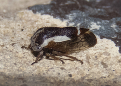 Ophiderma flavicephala