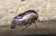 Ophiderma flavicephala