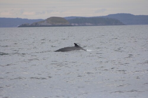 Humpback Whale