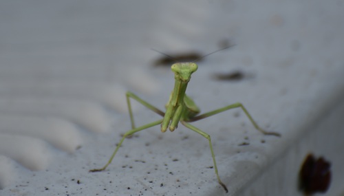 Carolina Mantis