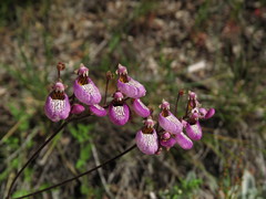 Calceolaria cana