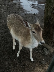 Dama