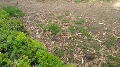 Turdus rufopalliatus