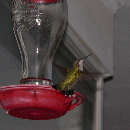 Ruby-throated Hummingbird