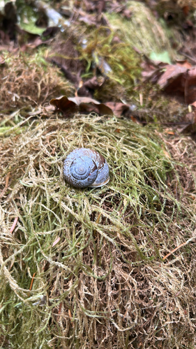 Oregon forestsnail