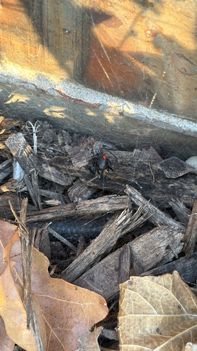 Southern Black Widow