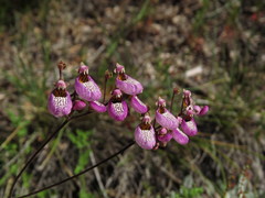 Calceolaria cana