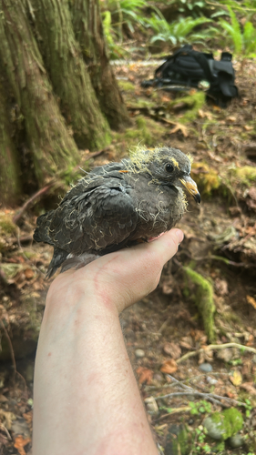 Band-tailed Pigeon observed by seabeck