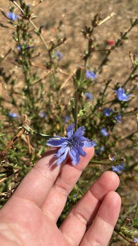 chicory