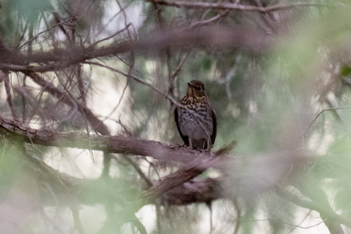 Swainson's Thrush