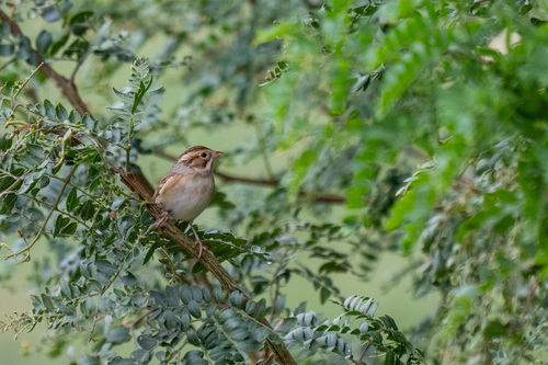 Clay-colored Sparrow