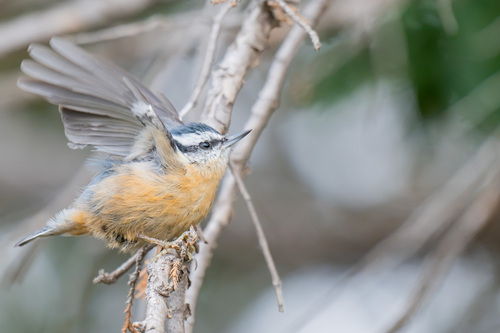 Red-breasted Nuthatch
