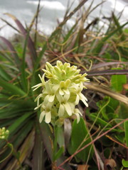 Menonvillea linearis