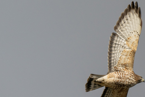 Broad-winged Hawk