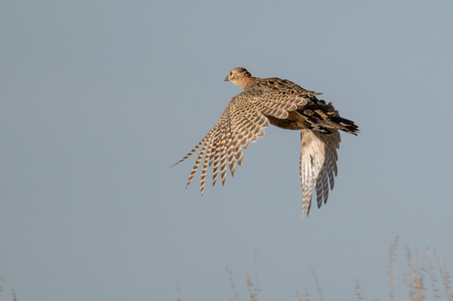Ring-necked Pheasant