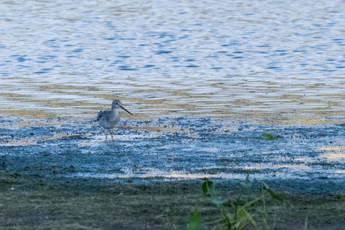 Greater Yellowlegs