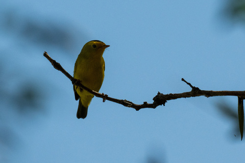 Wilson's Warbler