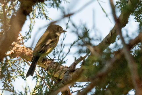 Hammond's Flycatcher