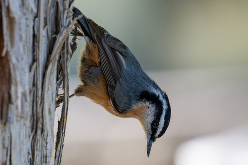 Red-breasted Nuthatch